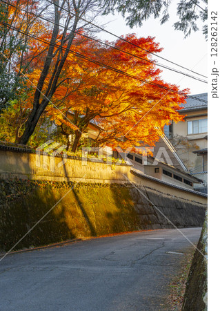 狸谷山不動院参道 真っ赤に色づいた紅葉 狸谷山不動院参道 真っ赤に色づいた紅葉 128262142