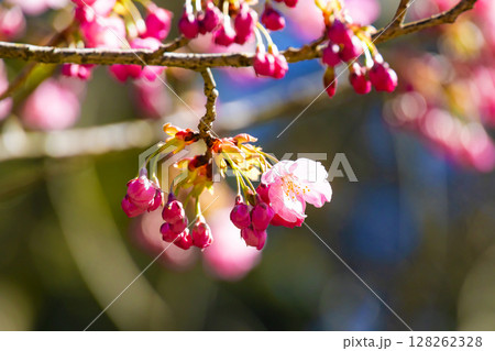 ハツミヨザクラのつぼみ 128262328