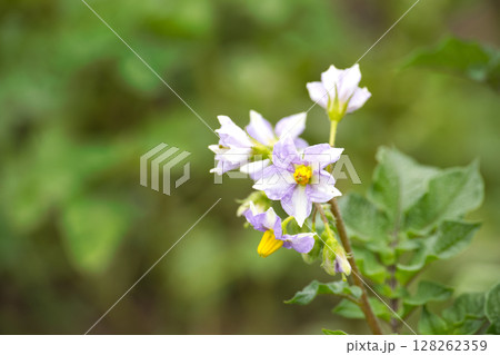 Delicate potato flowers showcase vibrant colors in a serene, natural setting. 128262359
