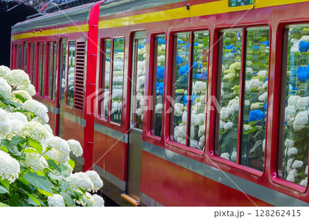 箱根登山電車と紫陽花 128262415