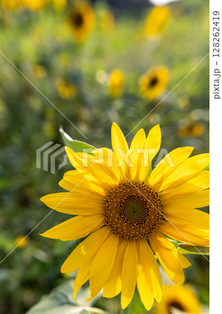 夏のヒマワリ_正面クローズアップ 128262419