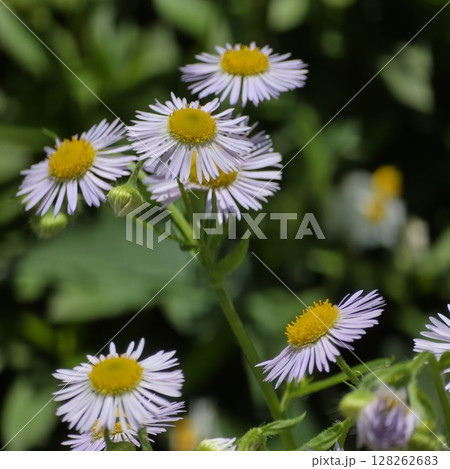 明るい日差しを浴びて咲いている複数のローマンカモミールのアップ 明るい日差しを浴びて咲いている複数のローマンカモミールのアップ 128262683
