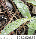6月　しずく　葉っぱに落ちるしずく　雨上がり 128262685