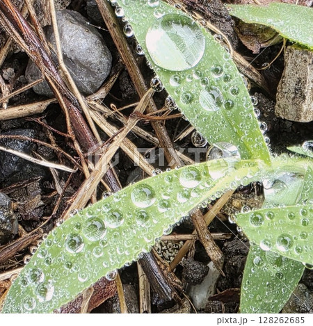 6月 しずく 葉っぱに落ちるしずく 雨上がり 6月 しずく 葉っぱに落ちるしずく 雨上がり 128262685