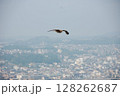 空飛ぶカモメ　湘南　海　夏　景色　壁紙 128262687