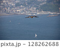 空飛ぶカモメ　湘南　海　夏　景色　壁紙 128262688