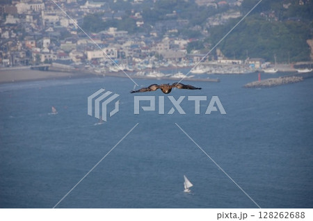 空飛ぶカモメ　湘南　海　夏　景色　壁紙 128262688