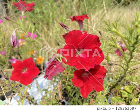 Flower 花 Flower 花 128262697