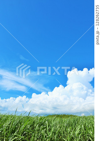 沖縄県 宮古島 夏の青空とサトウキビ畑 沖縄県 宮古島 夏の青空とサトウキビ畑 128262735
