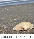 貝殻と砂浜 128262914