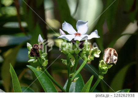 ミフクラギの花【キョウチクトウ科ミフクラギ属】 ミフクラギの花【キョウチクトウ科ミフクラギ属】 128262938
