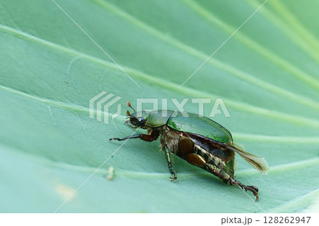 蓮の葉に止まるコガネムシ 128262947