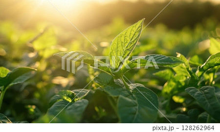 Fresh Green Plant Leaves with Sunlight in Natural Farm Setting 128262964