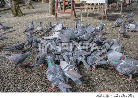 March 24 2025 Group of Pigeons Gathering on Gravel Ground in Outdoor Location, Japan March 24 2025 Group of Pigeons Gathering on Gravel Ground in Outdoor Location, Japan 128263005