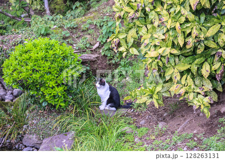 March 24 2025 Black And White Cat Resting Near Green Bush by Calm Stream, Japan 128263131