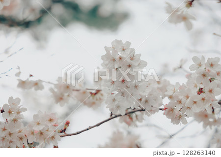 March 24 2025 Delicate Cherry Blossom Branch Captured with Soft Bokeh, Japan March 24 2025 Delicate Cherry Blossom Branch Captured with Soft Bokeh, Japan 128263140