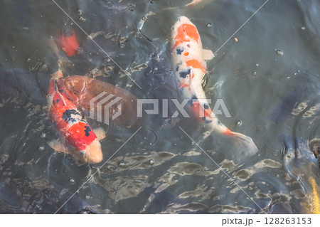 March 24 2025 Various Colorful Koi Fish Swimming in a Clear Calm Natural Pond, Japan March 24 2025 Various Colorful Koi Fish Swimming in a Clear Calm Natural Pond, Japan 128263153