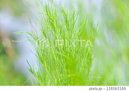 Dog fennel, dogfennel or Eupatorium capillifolium or false dill tree or Asteraceae 128263188