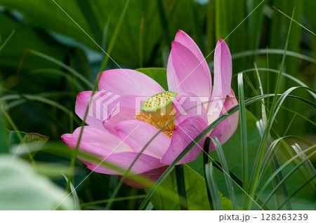 福島潟・遊潟広場の紅蓮 128263239