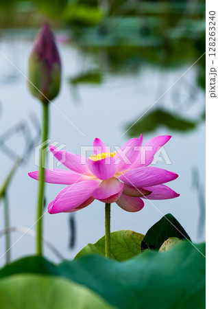 福島潟・遊潟広場の紅蓮 福島潟・遊潟広場の紅蓮 128263240