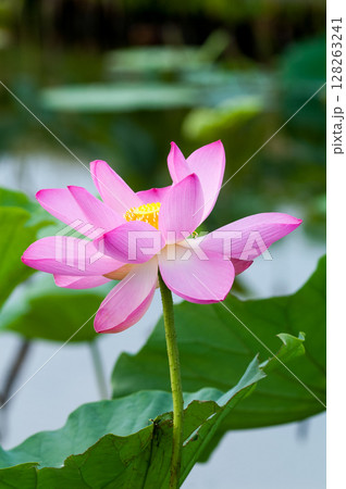 福島潟・遊潟広場の紅蓮 128263241