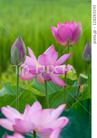 福島潟・遊潟広場の紅蓮 福島潟・遊潟広場の紅蓮 128263245