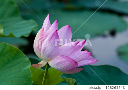 福島潟・遊潟広場の紅蓮 128263248