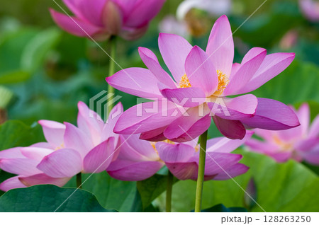 福島潟・遊潟広場の紅蓮 128263250