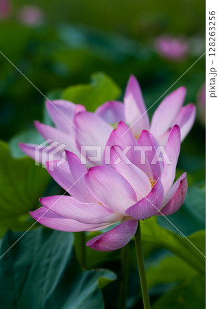 福島潟・遊潟広場の紅蓮 福島潟・遊潟広場の紅蓮 128263256