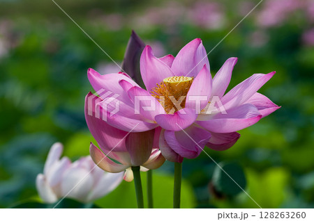 福島潟・遊潟広場の紅蓮 128263260