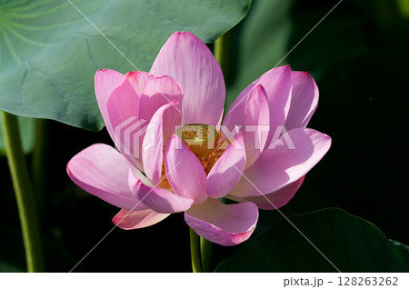 福島潟・遊潟広場の紅蓮 128263262