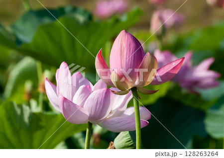 福島潟・遊潟広場の紅蓮 128263264