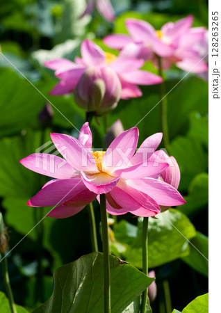 福島潟・遊潟広場の紅蓮 128263265