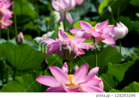 福島潟・遊潟広場の紅蓮 128263266