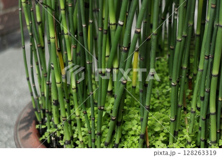 鉢植えのトクサ 128263319