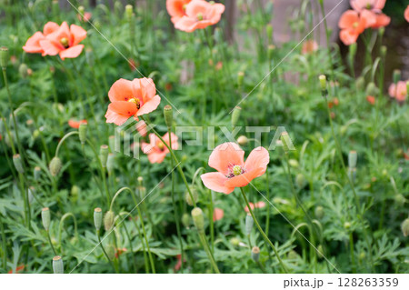 群生するナガミヒナゲシ 群生するナガミヒナゲシ 128263359