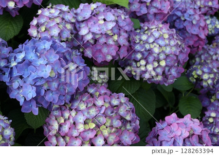 カラフルな紫陽花 128263394