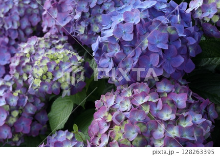 カラフルな紫陽花 128263395