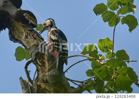 オオアカゲラ オオアカゲラ 128263400