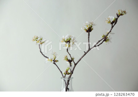 一輪挿しに咲く桜 128263470