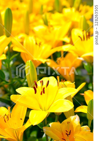 色鮮やかな満開のゆり園 128263505