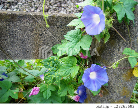 薄い青紫色のアサガオの花 薄い青紫色のアサガオの花 128263692