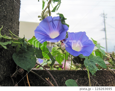 薄い青紫色のアサガオの花 薄い青紫色のアサガオの花 128263695