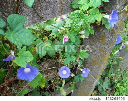 薄い青紫色のアサガオの花 128263696