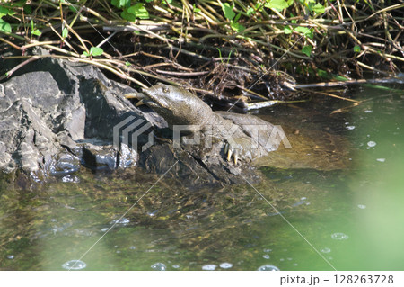 スッポン 128263728