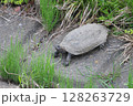 ニホンイシガメ 128263729