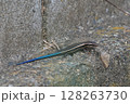 ヒガシニホントカゲ 128263730