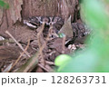 マムシ 128263731