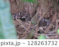 マムシ 128263732