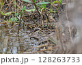 ヤマカガシ 128263733